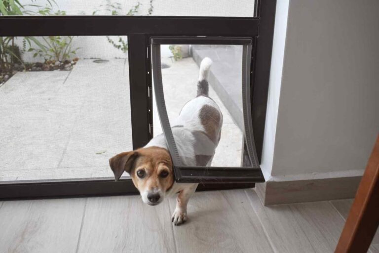 What to Consider Before Installing a Dog Door in Lightweight Doors