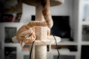 Promote a Healthy Cat Lifestyle with Interactive Training